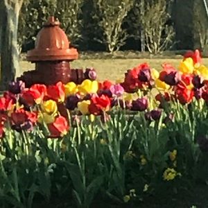 Meet your Posher, Tracy